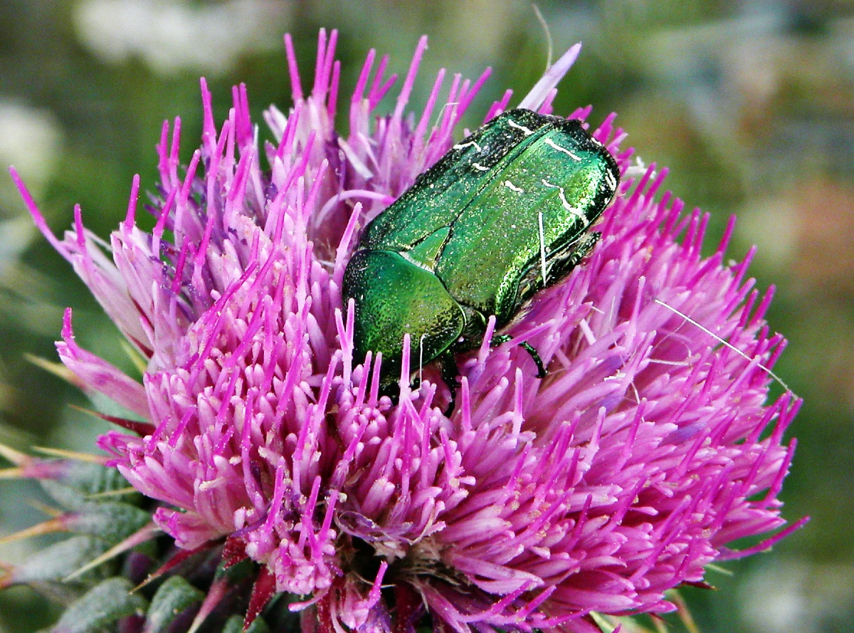 Figura4CETONIIDAECetonia aurataeformisJO