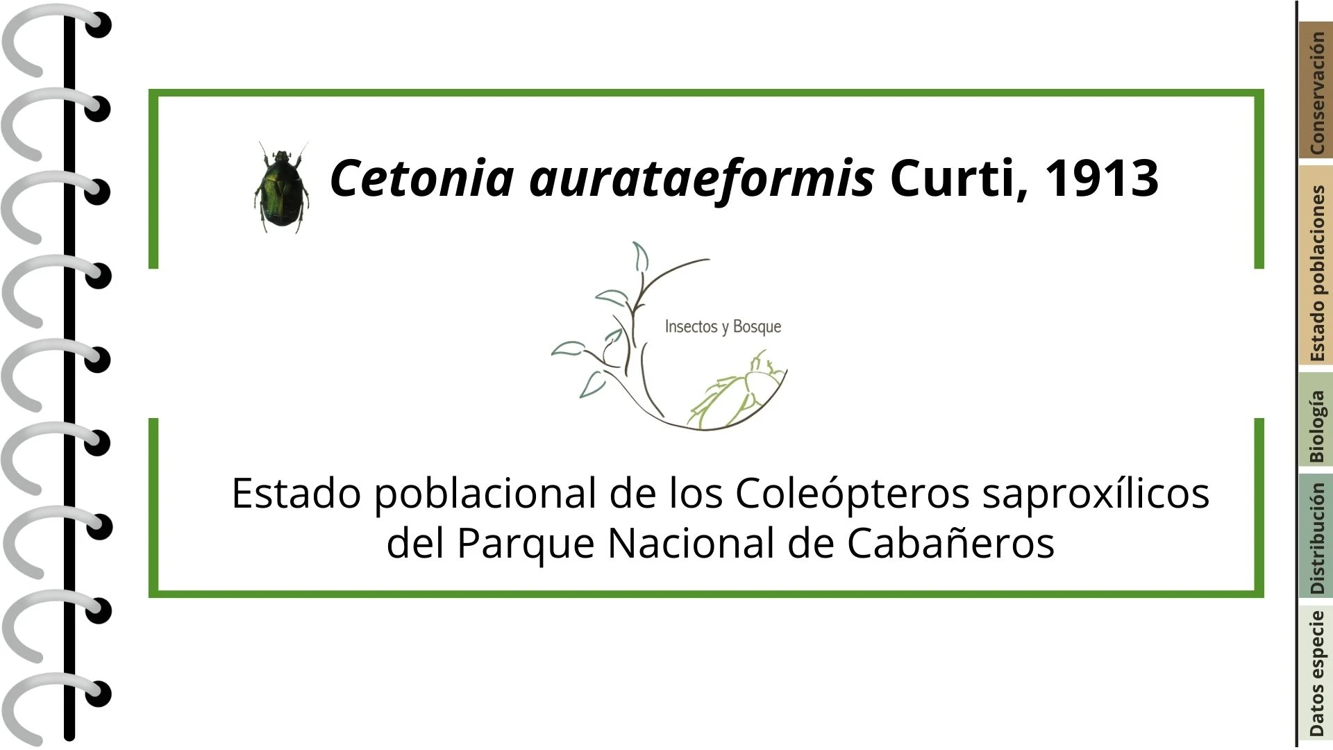 Ficha Cetonia aurateaformis