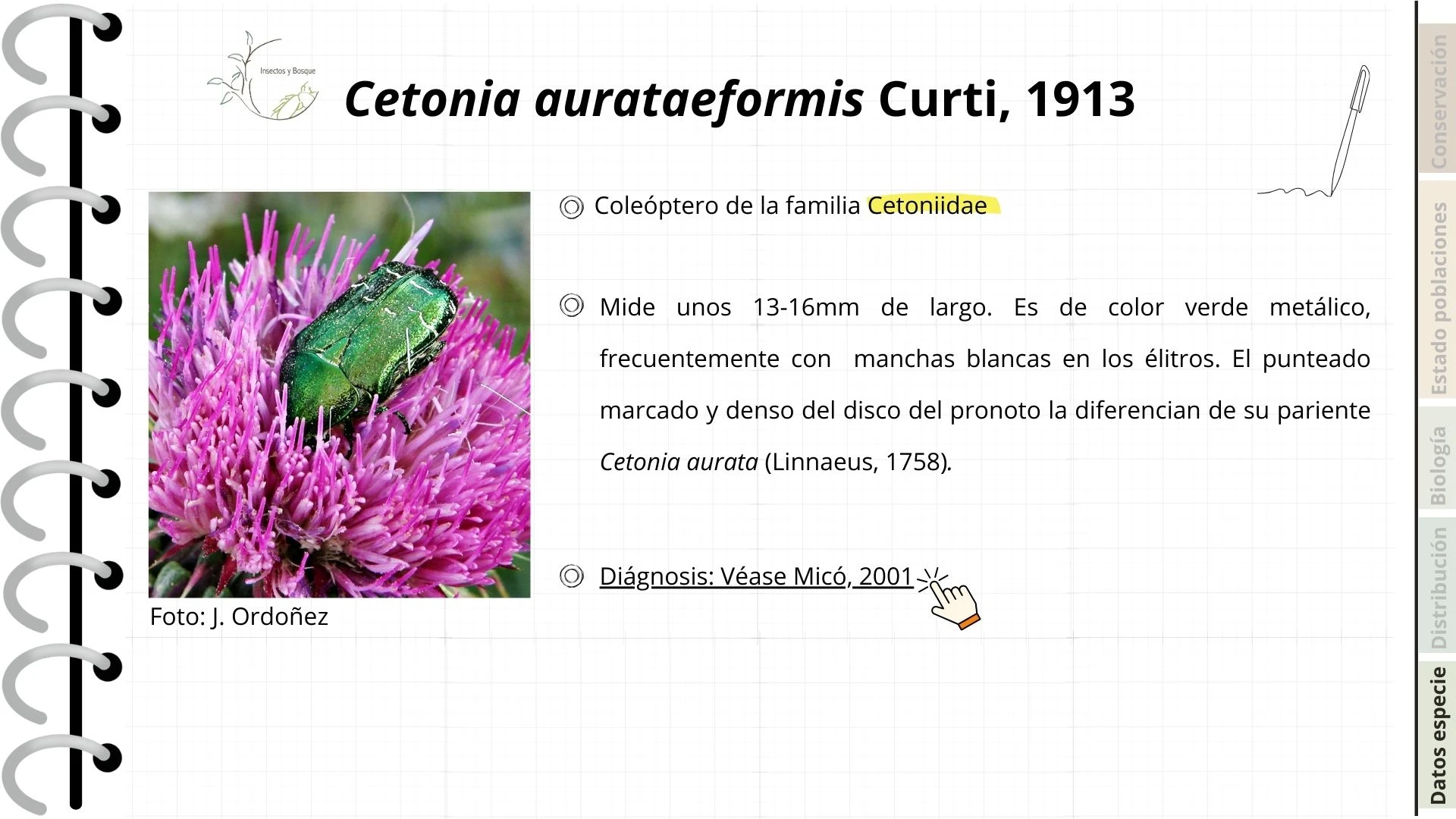 Ficha Cetonia aurateaformis