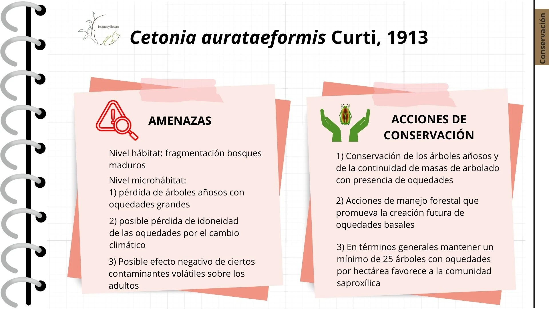 Ficha Cetonia aurateaformis