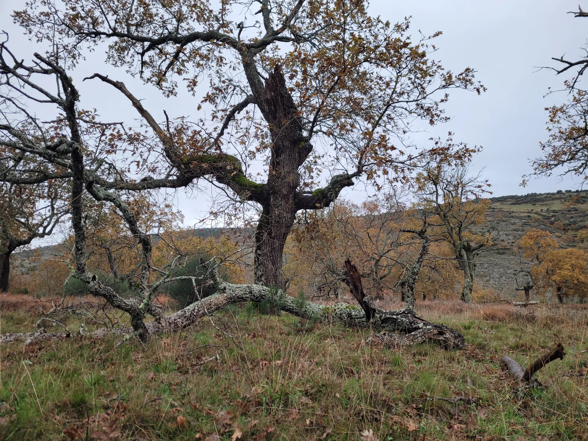 fungica-descomposicion