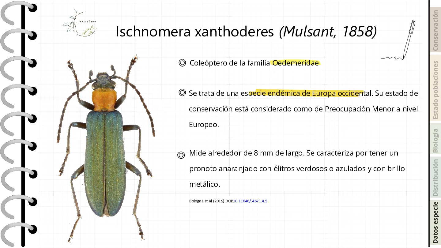 Ficha Cetonia aurateaformis