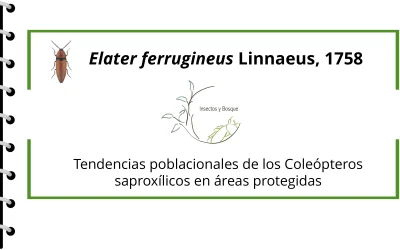 Elater ferrugineus Linnaeus, 1758