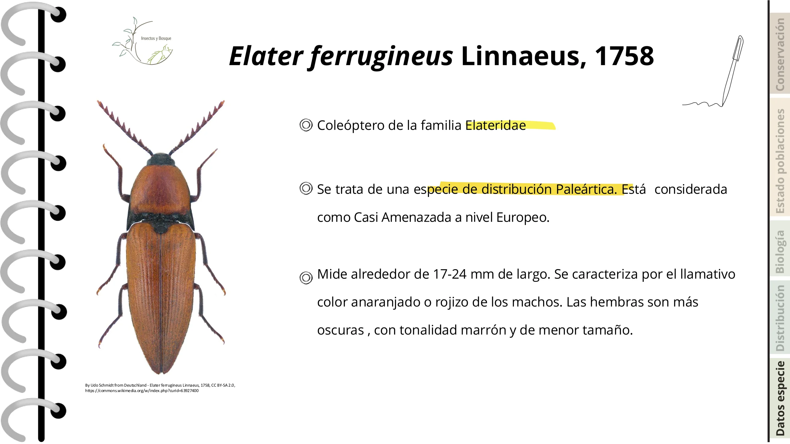 Ficha Cetonia aurateaformis