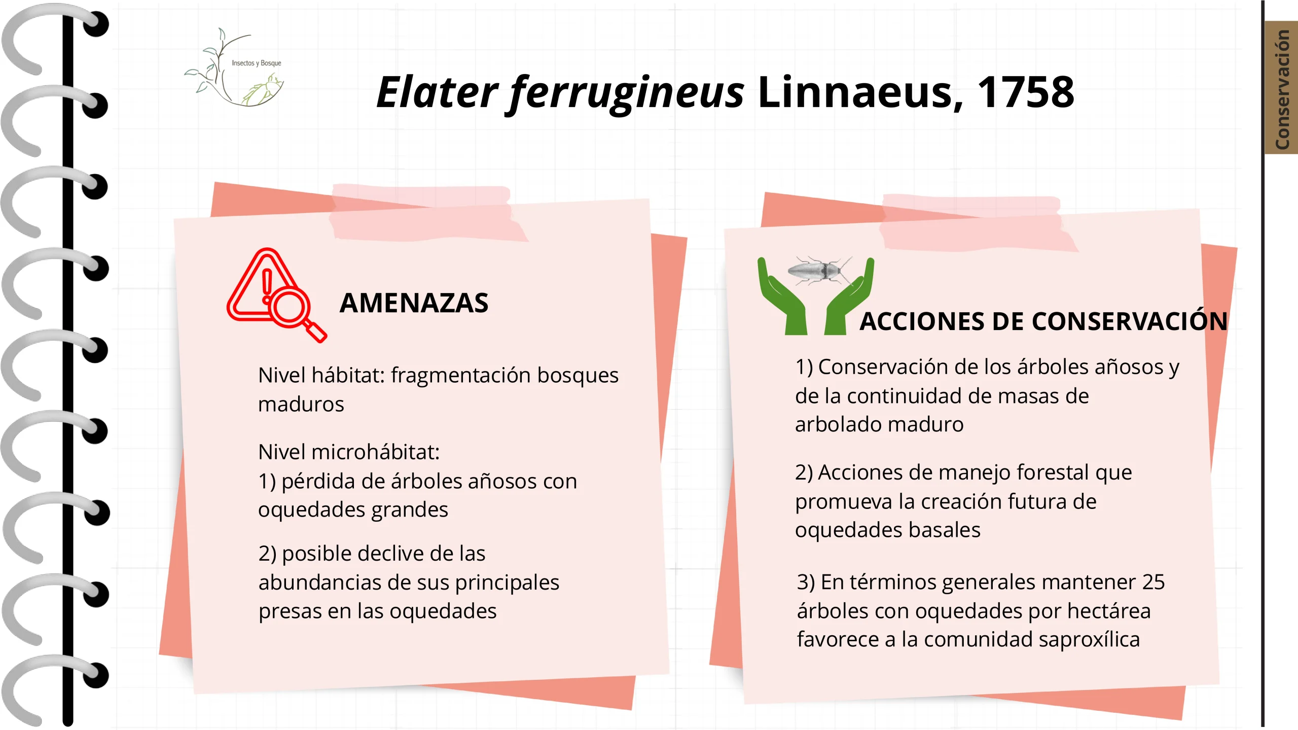 Ficha Cetonia aurateaformis