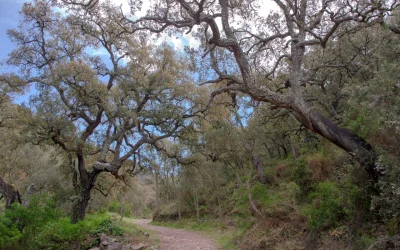 Adaptando las herramientas para la conservación de insectos saproxílicos en un mundo cambiante (SAPROTOOL) (PID2024-157839NB-I00)
