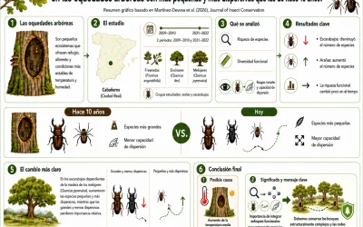 ¿Sabías qué las especies de arañas y escarabajos que hay las oquedades arbóreas son más pequeñas y dispersivas que las de hace 10 años?
